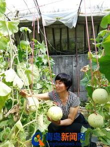 即墨吃瓜事件,一场引发社会热议的网络风波